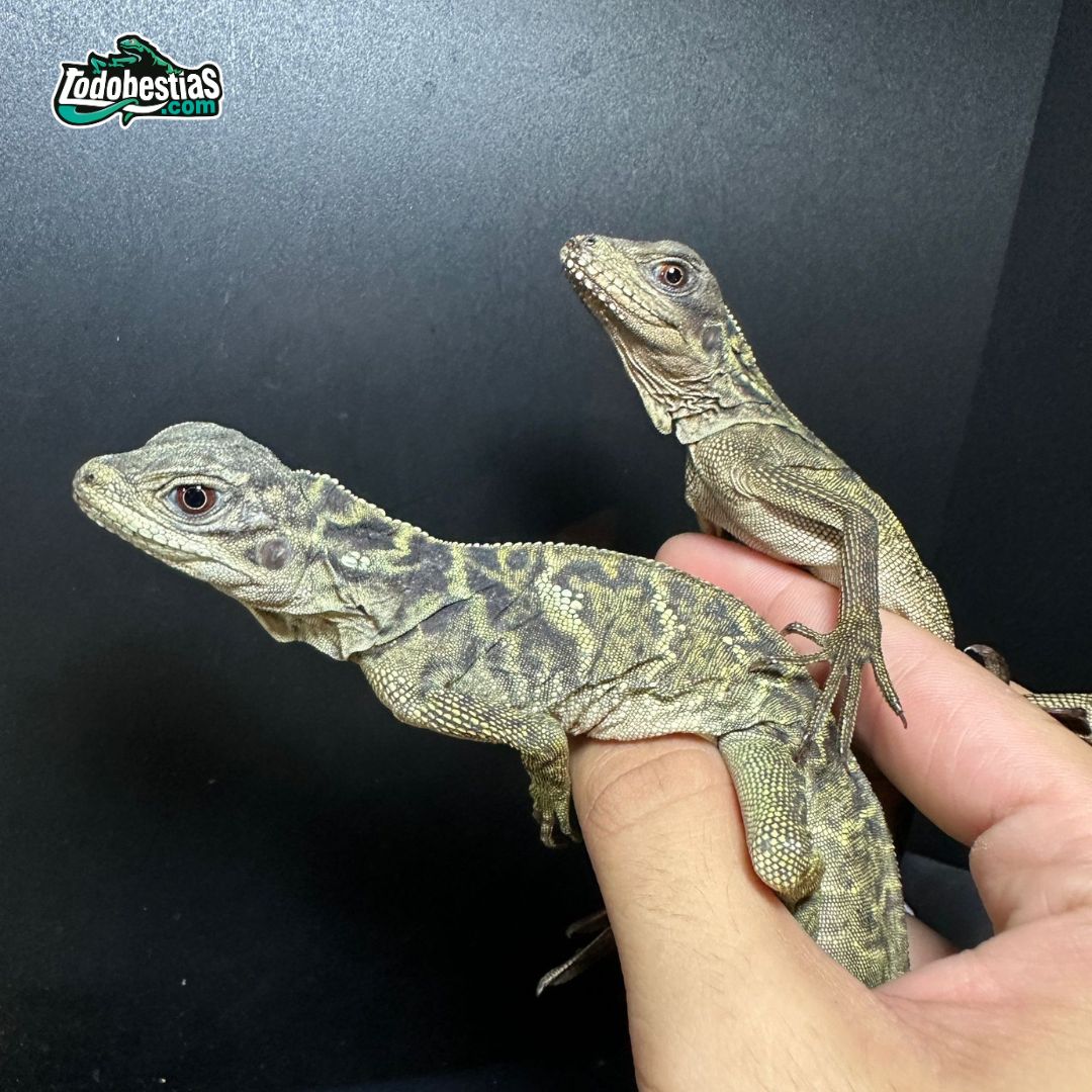 Rhacodactylus Auriculatus babys