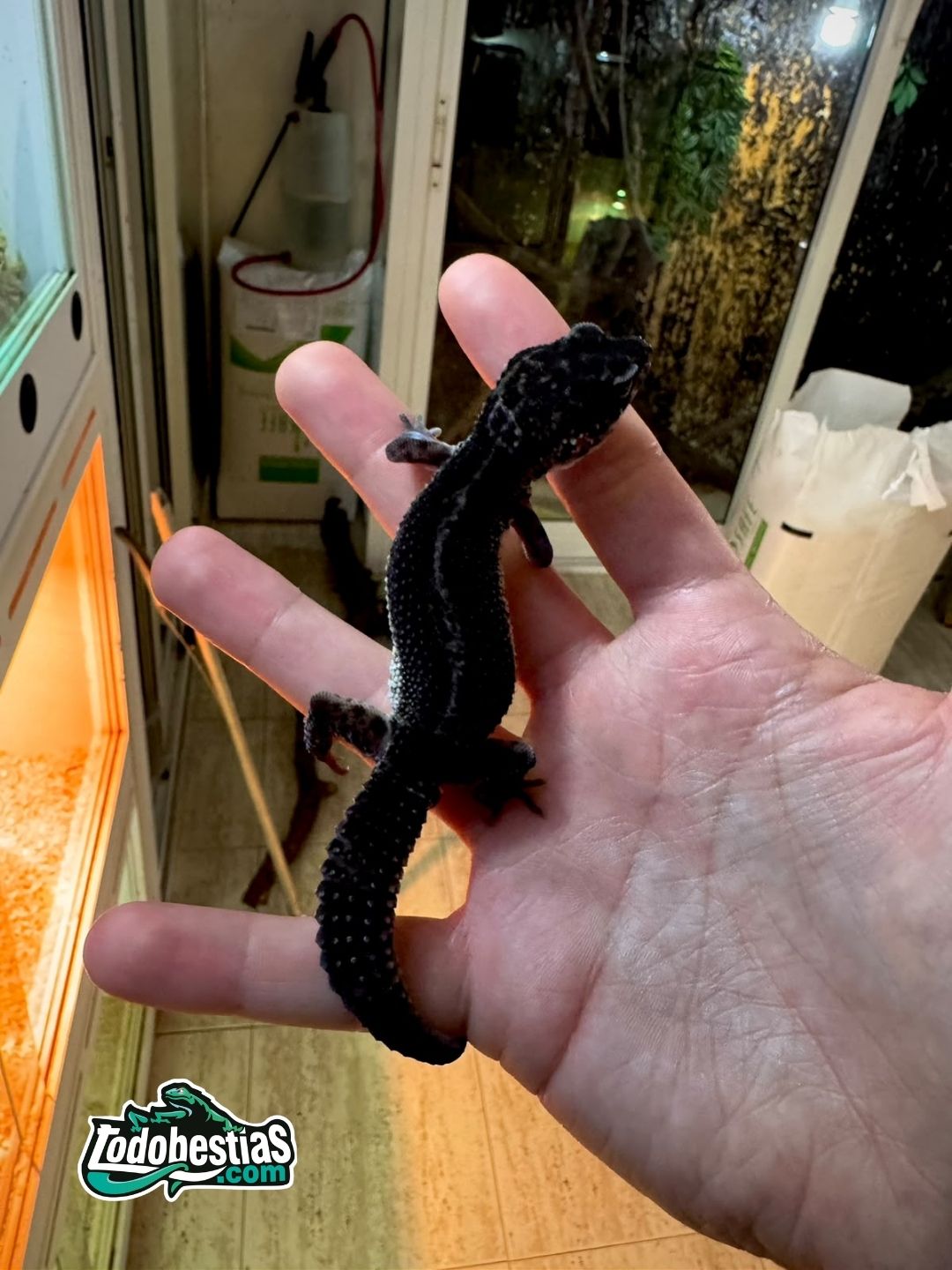 Eublepharis Macularis Black Night juveniles