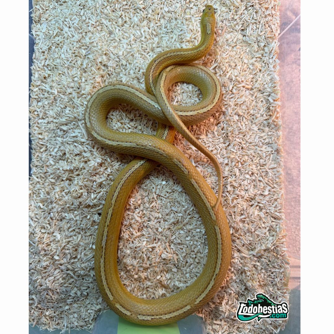 Python anchietae (Pareja)