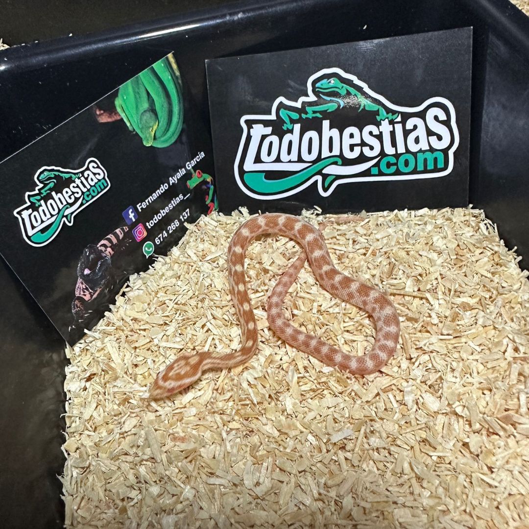 Serpiente del maíz Fase Butter