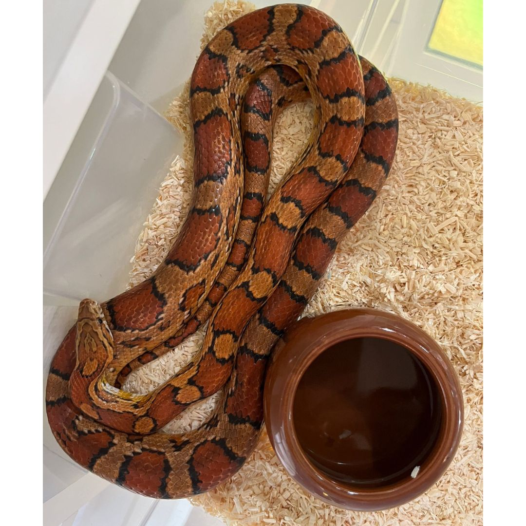 Serpiente del maiz Fase okeete