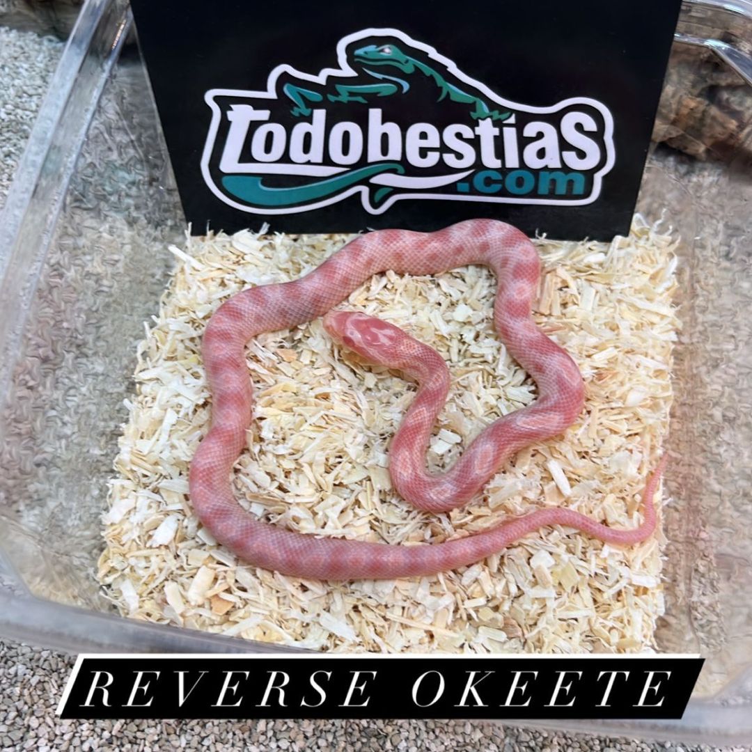 Serpiente del maiz Fase reverse okeete