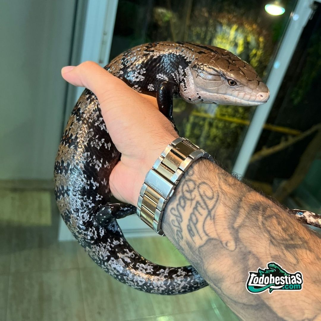 Tiliqua Gigas subadultas