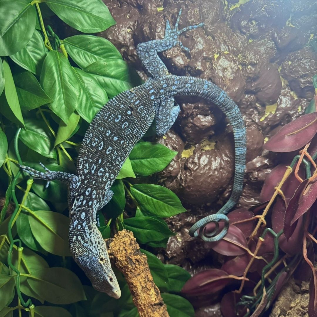 Varanus macraei (Juvenil)
