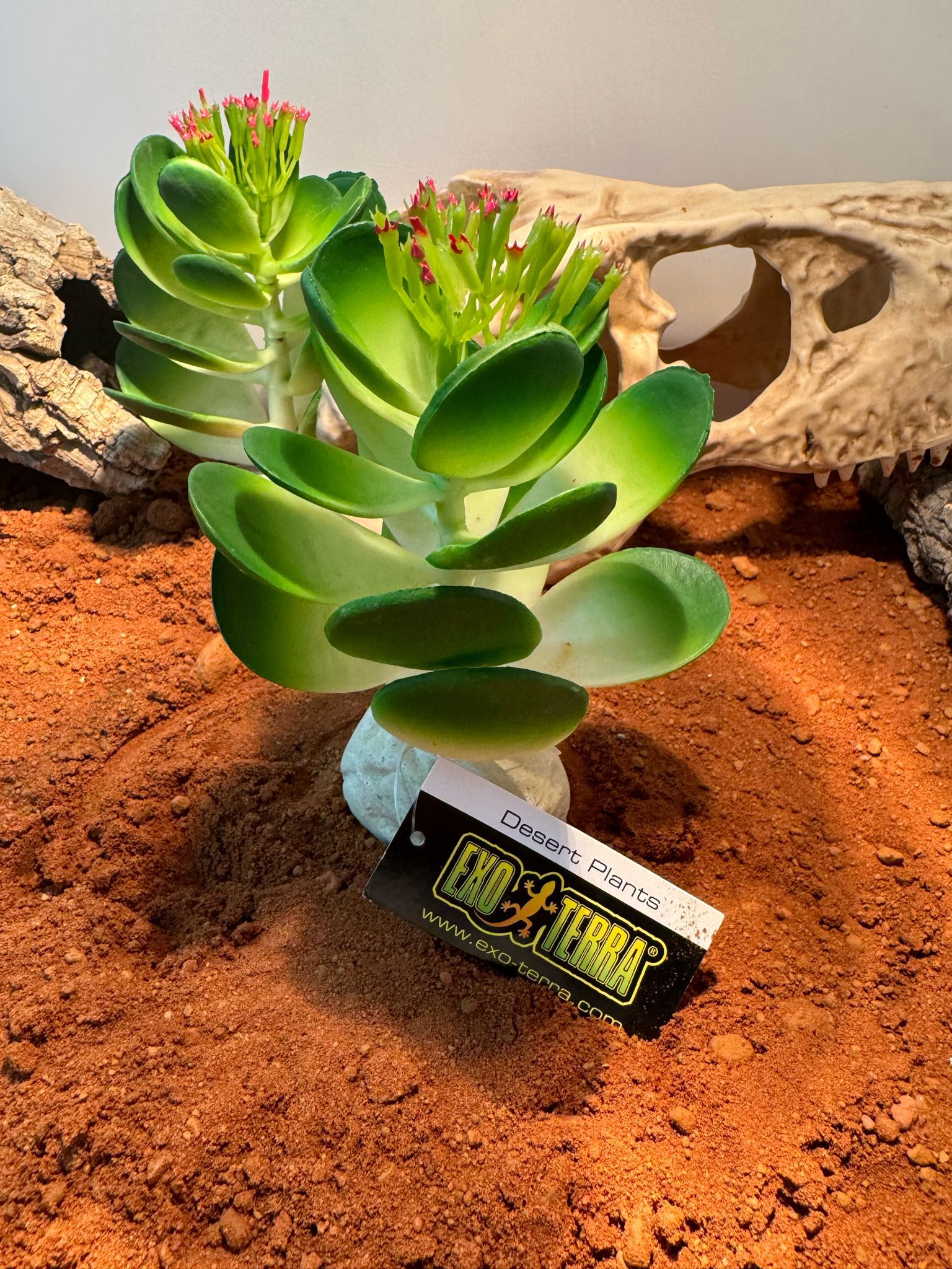Cactus N1 exoterra