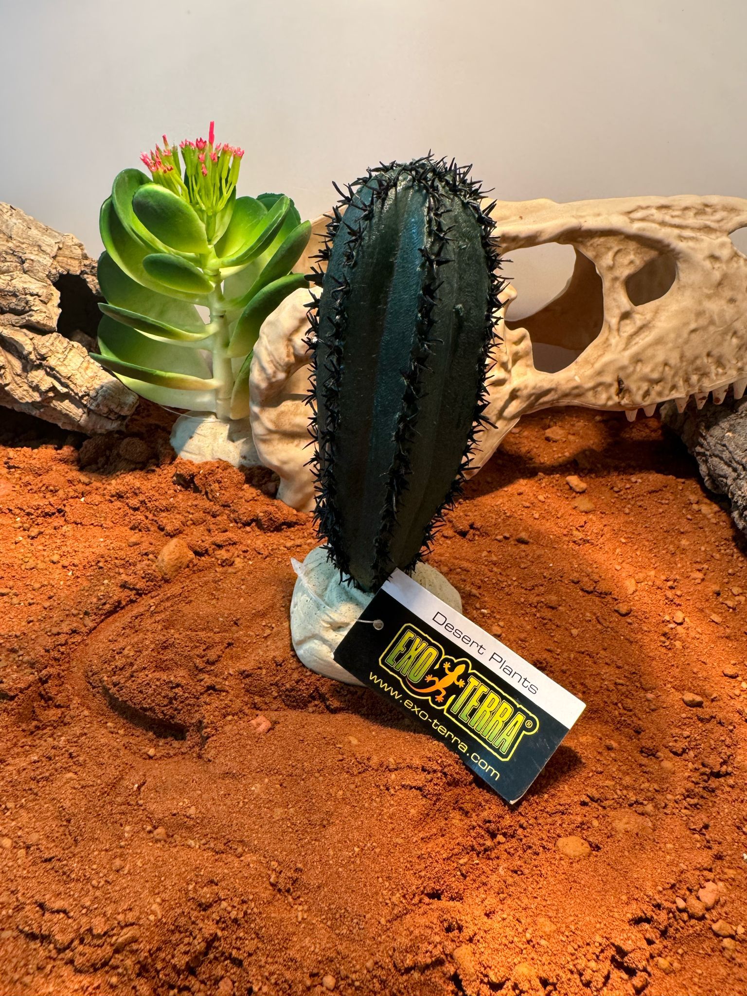 Cactus N2 exoterra