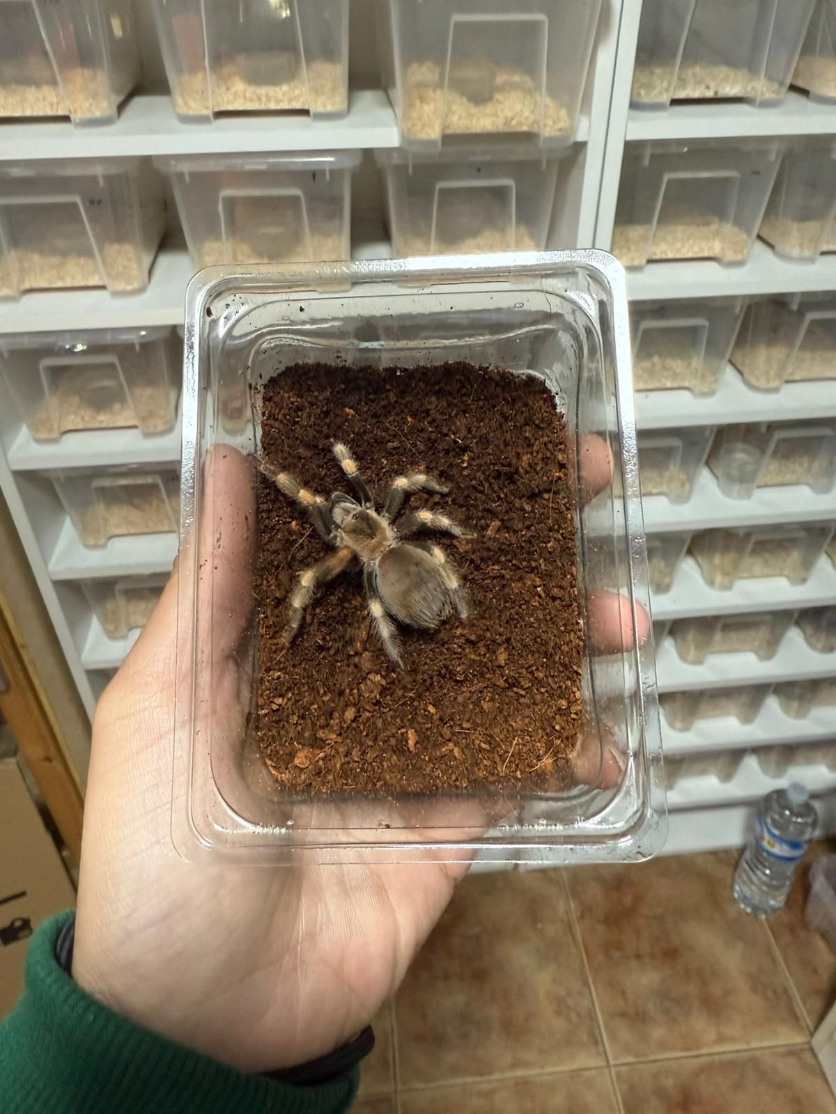 Brachypelma smithi
