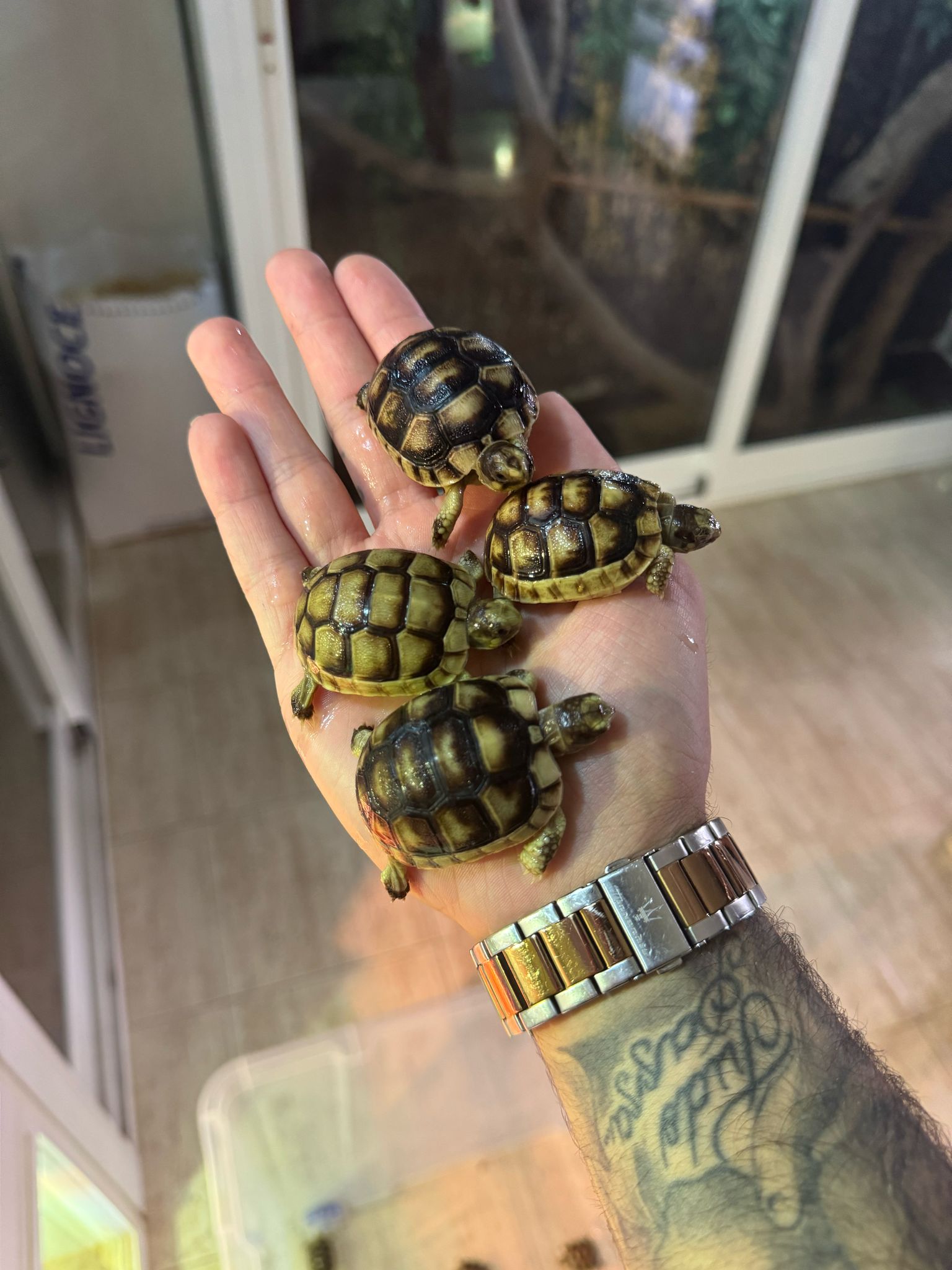 Testudo marginata (5/6 cm)