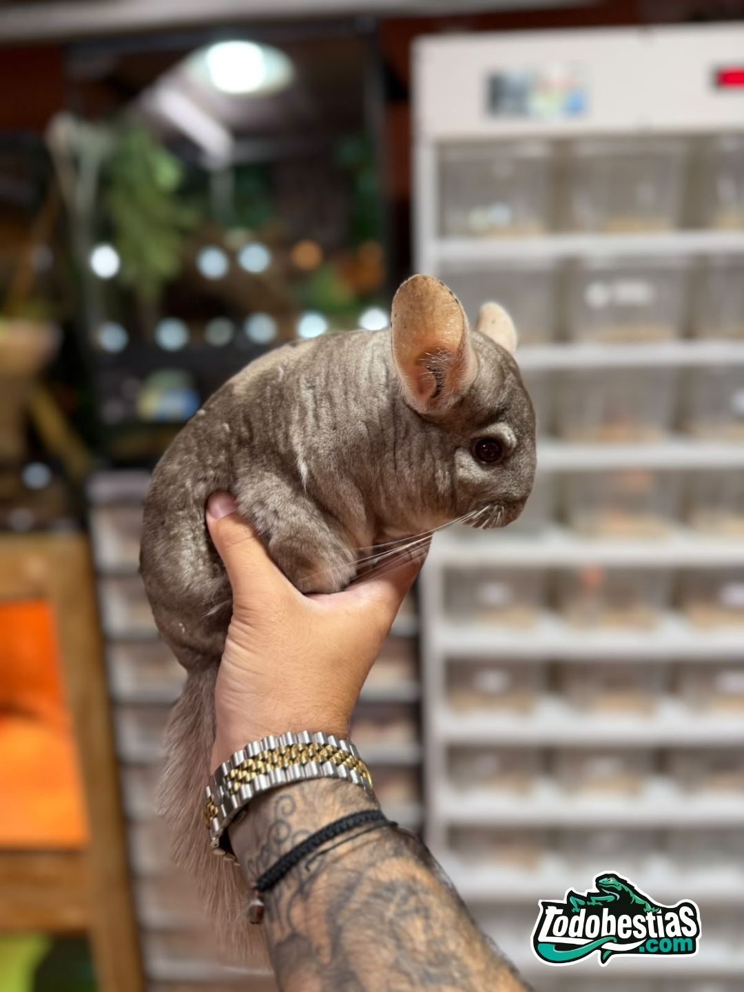 Chinchilla Beige (Machos y Hembras)