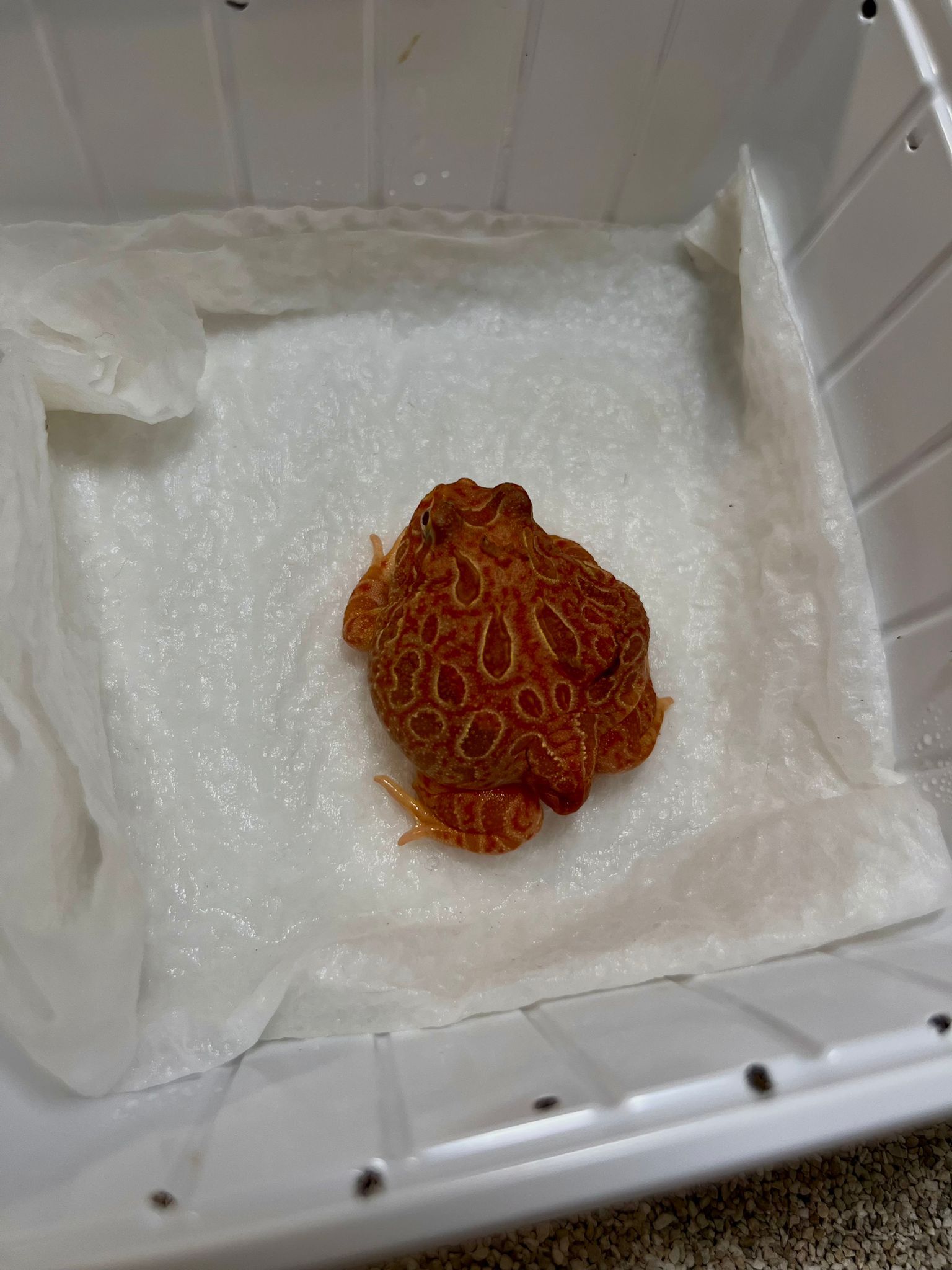 Ceratophrys cranwelli Strawberry