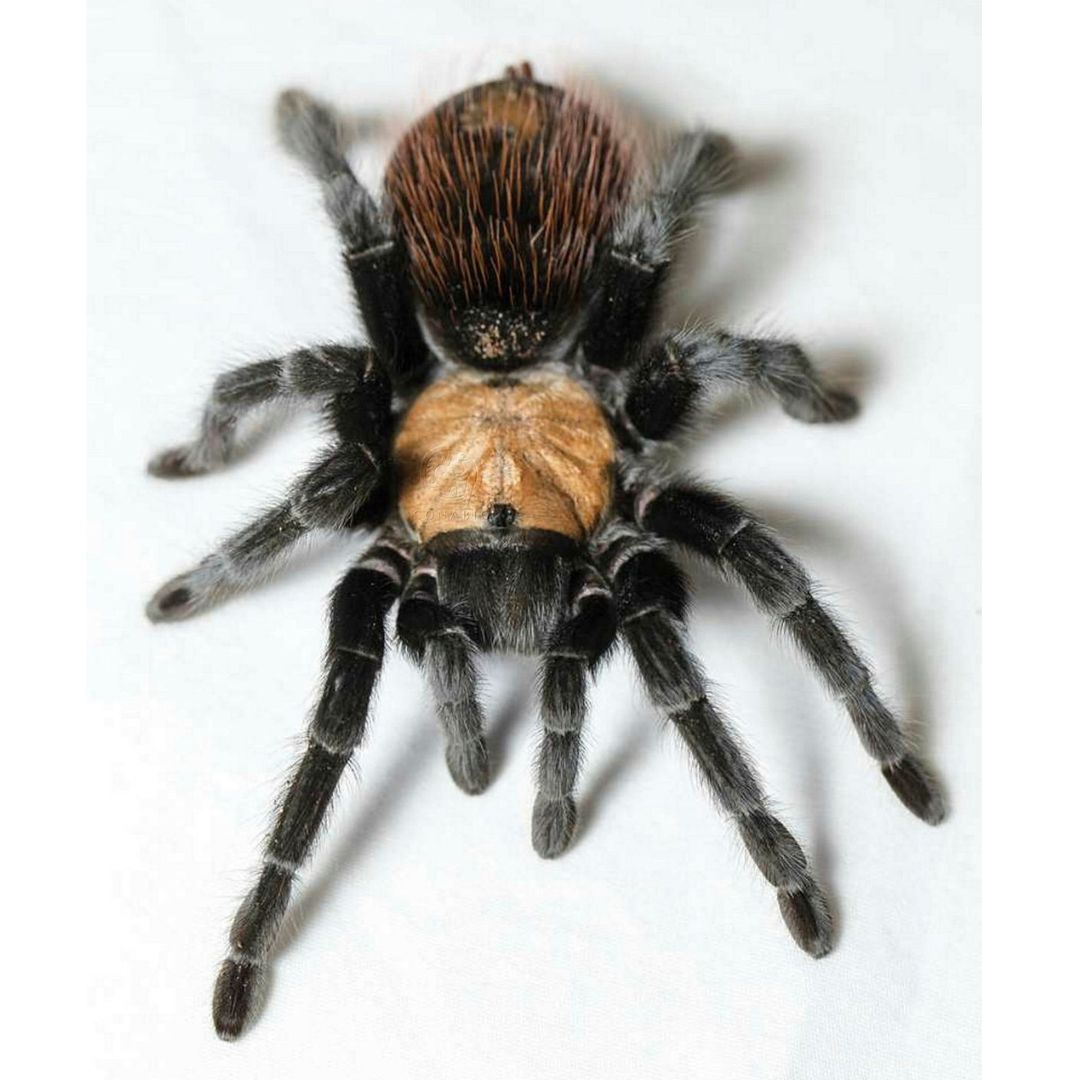 Brachypelma Albiceps