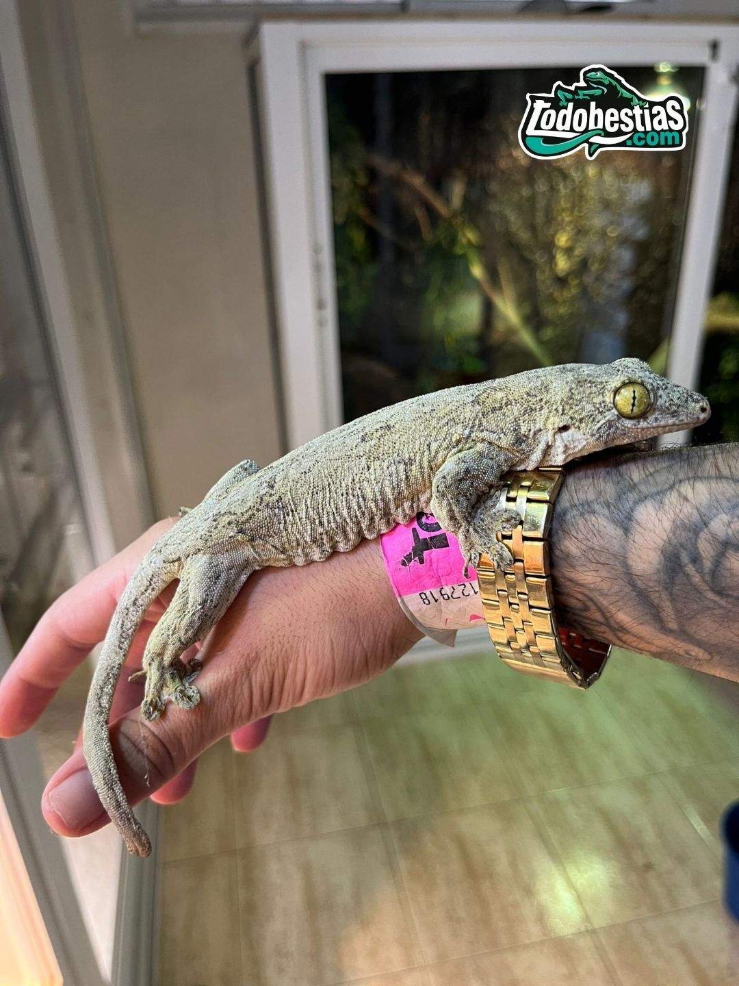 Gehyra Marginata