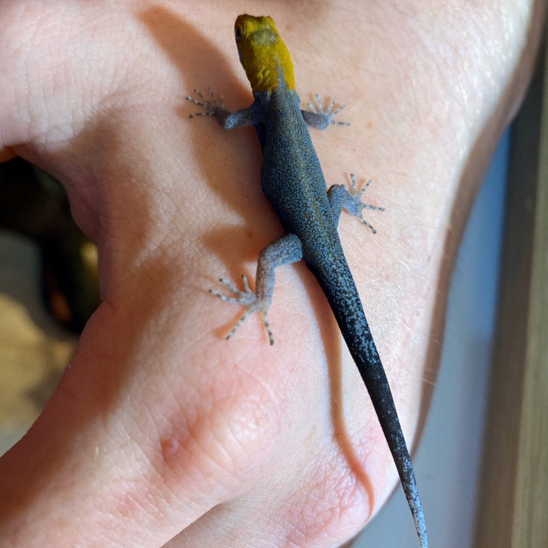 Gonatodes Albogularis