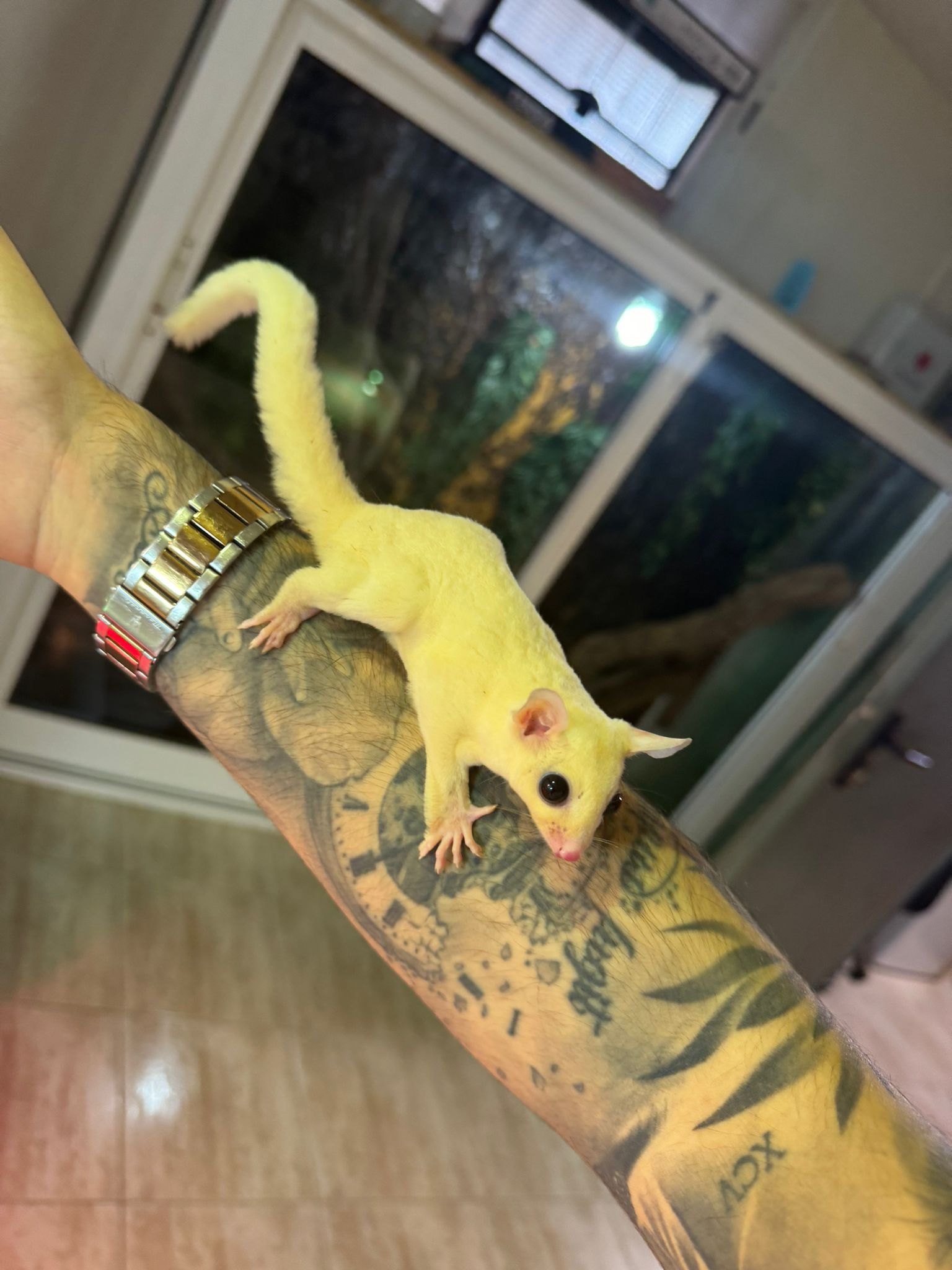 Petauros Leucisticos