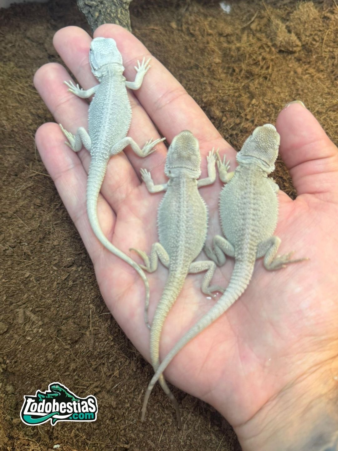 Pogonas Vitticeps Witblist Babys