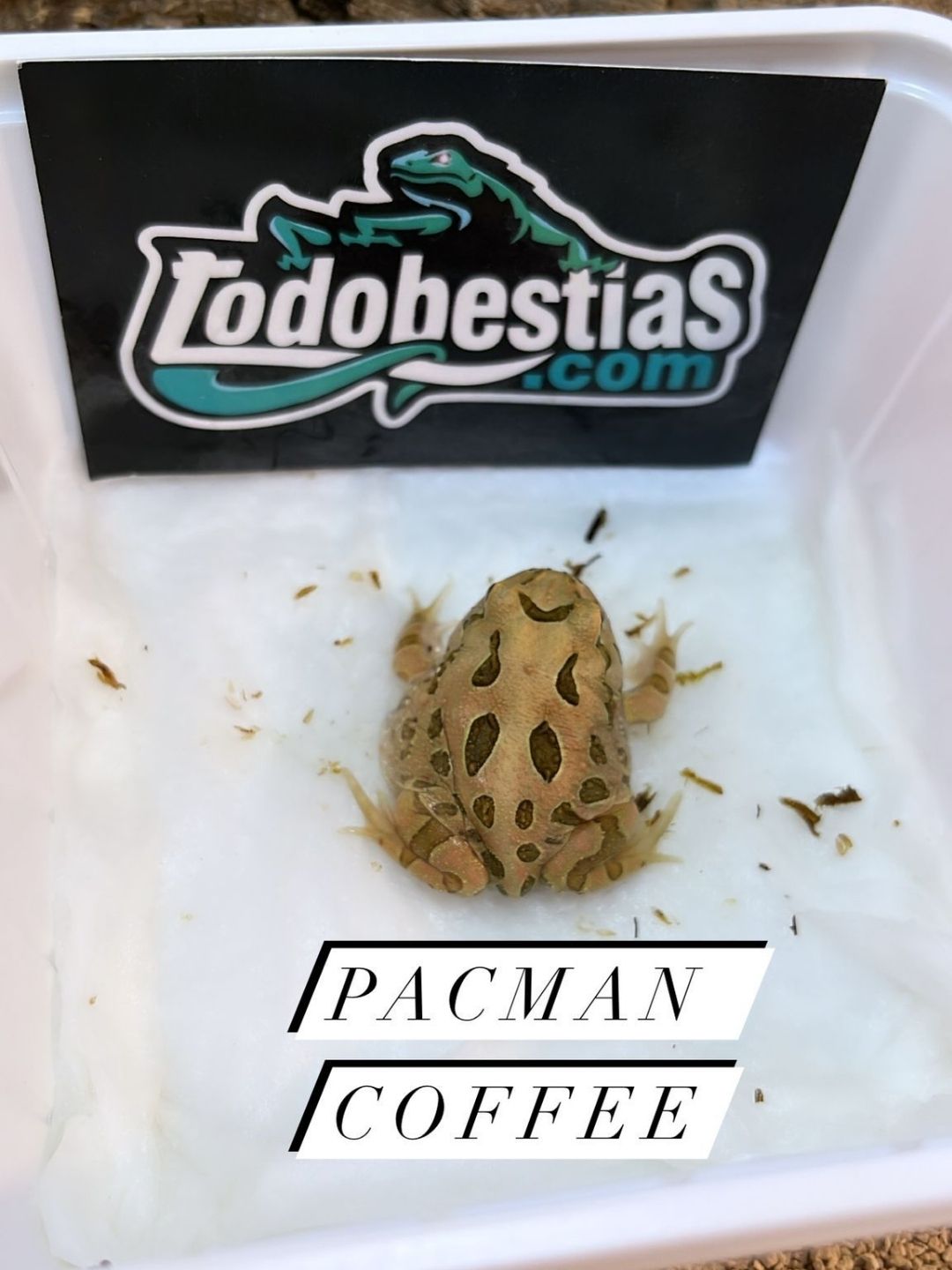 Ranas pacman “Coffee”