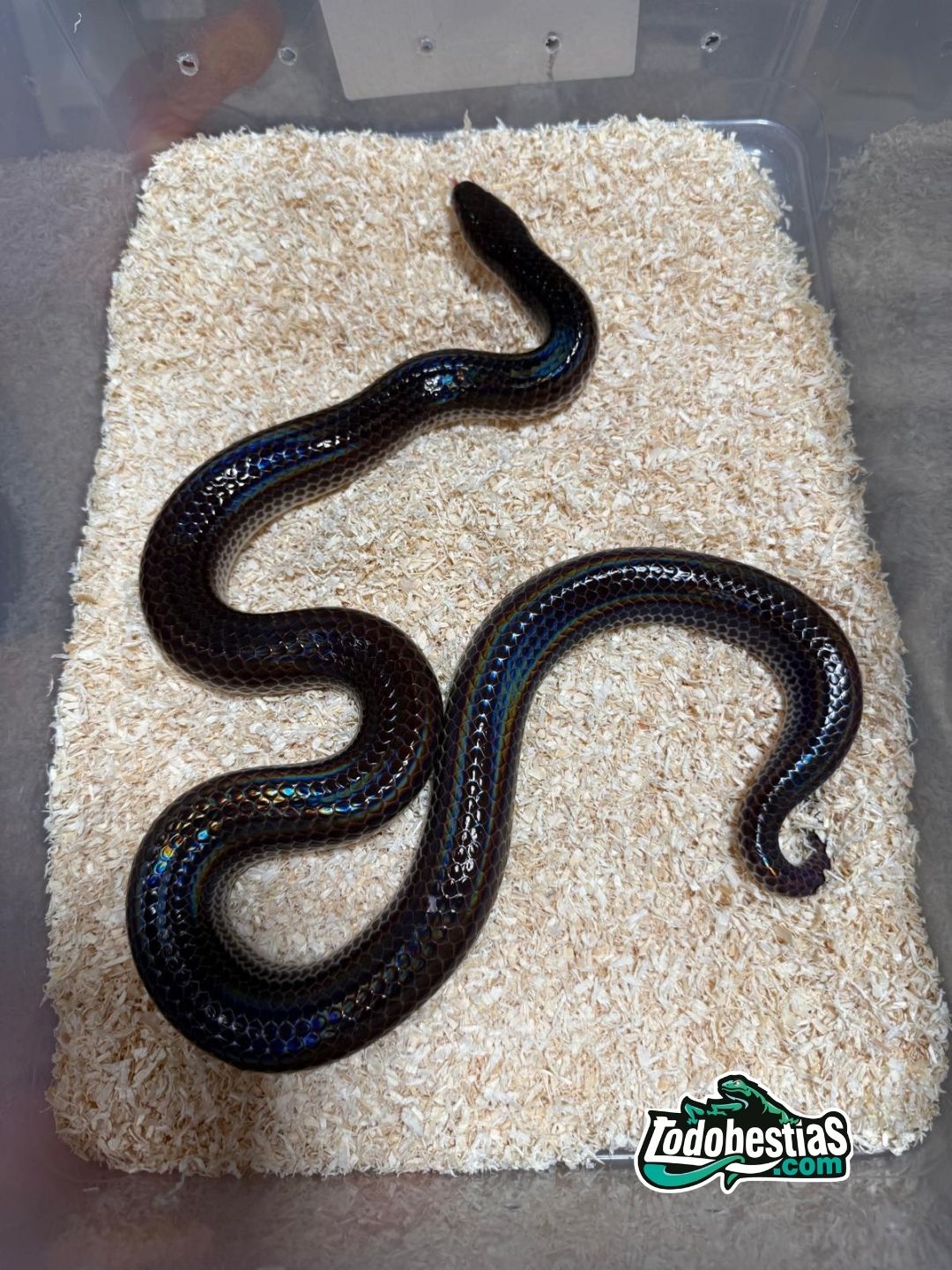 Xenopeltis Unicolor